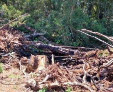 Polícia Ambiental aplica mais de R$ 70 mi em multas após denúncia de desmatamento em Prudentópolis (PR)