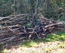 Polícia Ambiental aplica mais de R$ 70 mi em multas após denúncia de desmatamento em Prudentópolis (PR)