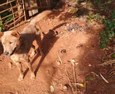 Policiais militares resgatam oito cães que estavam em situação de maus tratos e encaminham mulher em São João (PR)
