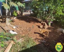 Denúncia anônima leva PM a resgatar três cães em situação de maus tratos em Itapejara D’Oeste, no Sudoeste do estado