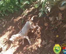 Denúncia anônima leva PM a resgatar três cães em situação de maus tratos em Itapejara D’Oeste, no Sudoeste do estado