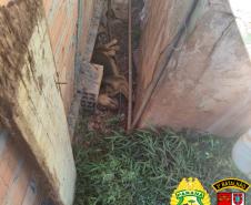 Denúncia anônima leva PM a resgatar três cães em situação de maus tratos em Itapejara D’Oeste, no Sudoeste do estado
