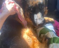 PM de Pato Branco resgata dois cães que se encontravam em situação de abandono
