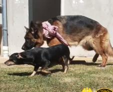 PM de Pato Branco resgata dois cães que se encontravam em situação de abandono