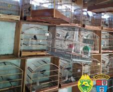 Batalhão Ambiental resgata 116 pássaros silvestres em situação ilegal e autua responsável em R$ 58 mil, no município de Pato Branco (PR)