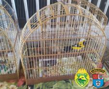 Batalhão Ambiental resgata 116 pássaros silvestres em situação ilegal e autua responsável em R$ 58 mil, no município de Pato Branco (PR)