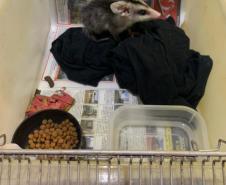 Batalhão ambiental e IAT resgatam animais silvestres de cativeiro ilegal e autuação de R$ 14,7 mil, no Norte do Paraná