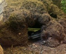 Batalhão ambiental e IAT resgatam animais silvestres de cativeiro ilegal e autuação de R$ 14,7 mil, no Norte do Paraná