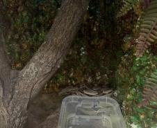 Batalhão ambiental e IAT resgatam animais silvestres de cativeiro ilegal e autuação de R$ 14,7 mil, no Norte do Paraná