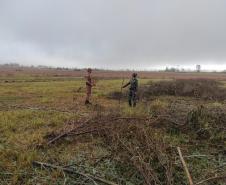 Polícia Ambiental e IAT encaminham aves feridas por chuva de granizo em Santa Mônica, no Noroeste do estado