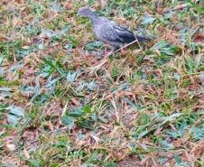 Polícia Ambiental e IAT encaminham aves feridas por chuva de granizo em Santa Mônica, no Noroeste do estado