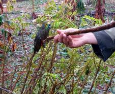 Polícia Ambiental e IAT encaminham aves feridas por chuva de granizo em Santa Mônica, no Noroeste do estado