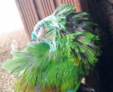 Polícia Ambiental e IAT encaminham aves feridas por chuva de granizo em Santa Mônica, no Noroeste do estado