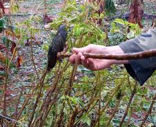 Polícia Ambiental e IAT encaminham aves feridas por chuva de granizo em Santa Mônica, no Noroeste do estado