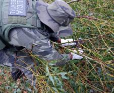 Polícia Ambiental e IAT encaminham aves feridas por chuva de granizo em Santa Mônica, no Noroeste do estado