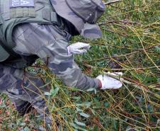 Polícia Ambiental e IAT encaminham aves feridas por chuva de granizo em Santa Mônica, no Noroeste do estado