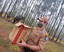 Polícia Ambiental e IAT encaminham aves feridas por chuva de granizo em Santa Mônica, no Noroeste do estado