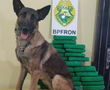 Cão de faro da Polícia de Fronteira auxilia apreensão de mais de 14 kg de maconha oculta em ônibus de viagem