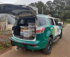 Estado identifica criador ilegal de ouriços em Guarapuava; homem recebeu multa de R$ 13,4 mil