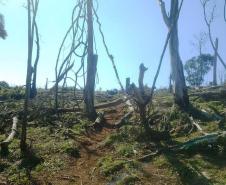Polícia Ambiental lavra multa de R$ 240 mil por destruição de mata nativa na região de Guarapuava (PR)