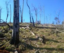 Polícia Ambiental lavra multa de R$ 240 mil por destruição de mata nativa na região de Guarapuava (PR)