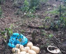 Mais de uma tonelada de maconha é apreendida pela PM em Santa Helena