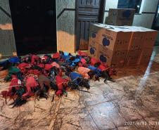 Denúncia anônima auxilia PM a resgatar 40 galos que participavam de rinha e autuar organizadores em R$ 254 mil, em Lindoeste (PR)