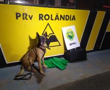 Mulher é presa com 10 quilos de maconha pelo BPRv em Rolândia, no Norte do estado