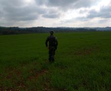  Polícia Ambiental e IAT localizam 406 hectares desmatados no Centro-Sul e aplicam R$ 4,2 milhões em multas