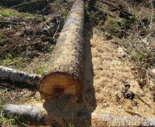  Polícia Ambiental e IAT localizam 406 hectares desmatados no Centro-Sul e aplicam R$ 4,2 milhões em multas