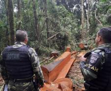 Batalhão Ambiental localiza 139 galos de rinha, 47 árvores cortadas e aplica R$ 363 mil em multas no Paraná