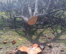 Polícia Ambiental do Paraná aplica mais de R$ 119 mil em multas e apreende 61 metros cúbicos de madeira nativa em Manfrinópolis