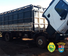 Momentos após crime, PM recupera gado furtado e apreende caminhão roubado, em Campo Mourão, no Noroeste