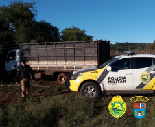 Momentos após crime, PM recupera gado furtado e apreende caminhão roubado, em Campo Mourão, no Noroeste