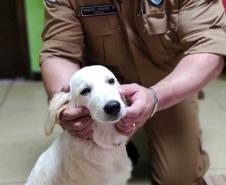 Cão da PM auxiliará em programa de saúde mental de profissionais da segurança