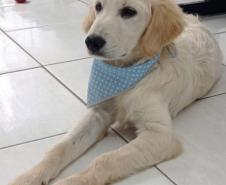 Cão da PM auxiliará em programa de saúde mental de profissionais da segurança