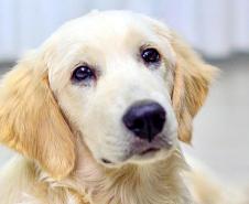 Cão da PM auxiliará em programa de saúde mental de profissionais da segurança