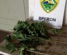Em situações separadas, policiais militares e federais apreendem mais de 13 quilos de maconha no Oeste do Paraná