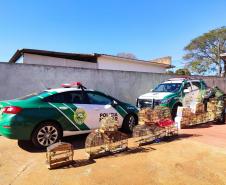 Mais de 100 aves nativas são apreendidas em operação no Noroeste do Estado
