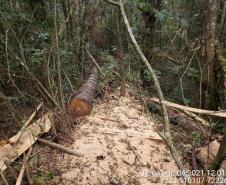  Polícia Ambiental flagra corte de mata nativa e aplica R$ 37,5 mil em multas 