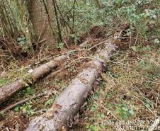  Polícia Ambiental flagra corte de mata nativa e aplica R$ 37,5 mil em multas 