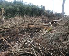 Duas pessoas são autuadas em mais de R$ 120 mil por destruir vegetação nativa em Quedas do Iguaçu, no Sudoeste do Paraná