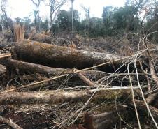 Duas pessoas são autuadas em mais de R$ 120 mil por destruir vegetação nativa em Quedas do Iguaçu, no Sudoeste do Paraná
