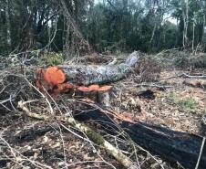 Duas pessoas são autuadas em mais de R$ 120 mil por destruir vegetação nativa em Quedas do Iguaçu, no Sudoeste do Paraná