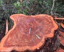 Duas pessoas são autuadas em mais de R$ 120 mil por destruir vegetação nativa em Quedas do Iguaçu, no Sudoeste do Paraná