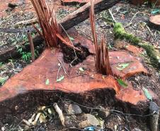 Duas pessoas são autuadas em mais de R$ 120 mil por destruir vegetação nativa em Quedas do Iguaçu, no Sudoeste do Paraná