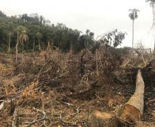Duas pessoas são autuadas em mais de R$ 120 mil por destruir vegetação nativa em Quedas do Iguaçu, no Sudoeste do Paraná