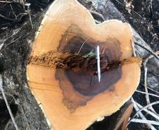 Duas pessoas são autuadas em mais de R$ 120 mil por destruir vegetação nativa em Quedas do Iguaçu, no Sudoeste do Paraná