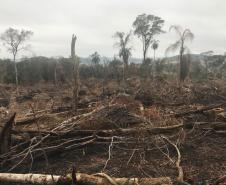 Duas pessoas são autuadas em mais de R$ 120 mil por destruir vegetação nativa em Quedas do Iguaçu, no Sudoeste do Paraná