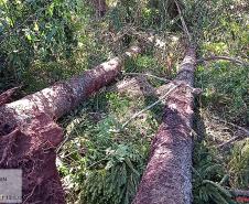 Vídeo de desmatamento chega à Polícia Ambiental e multa donos de máquina e propriedade em R$ 23,4 mil cada um em Roncador (PR)